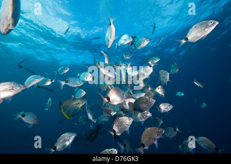 Fischschwarm der Brachsen, Brasse Capensis, Aliwal Shoal, Indischer Ozean, Südafrika Stockfoto