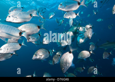 Fischschwarm der Brachsen, Brasse Capensis, Aliwal Shoal, Indischer Ozean, Südafrika Stockfoto