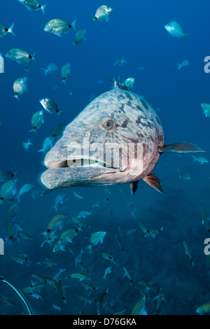 Kartoffel-Zackenbarsch Epinephelus Tukula, Aliwal Shoal, Indischer Ozean, Südafrika Stockfoto