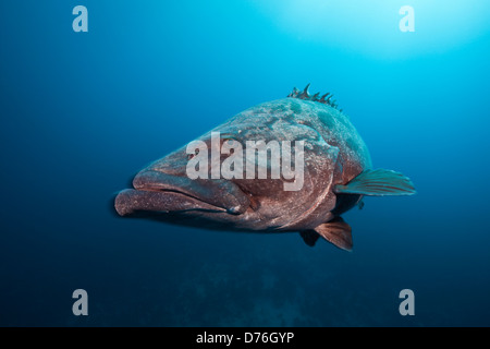 Kartoffel-Zackenbarsch Epinephelus Tukula, Aliwal Shoal, Indischer Ozean, Südafrika Stockfoto