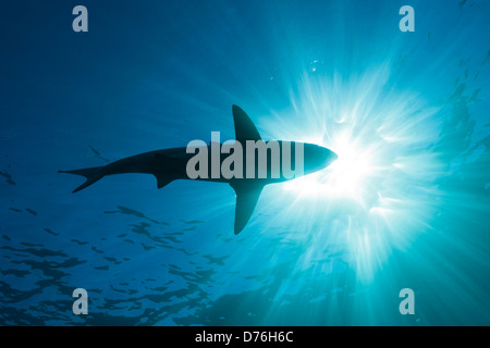 Schwarzspitzen Haie, Carcharhinus Limbatus, Aliwal Shoal, Indischer Ozean, Südafrika Stockfoto