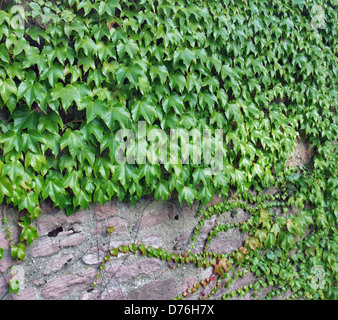 Efeu bewachsenen Wanddetail Stockfoto