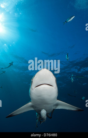 Schwarzspitzen Haie, Carcharhinus Limbatus, Aliwal Shoal, Indischer Ozean, Südafrika Stockfoto