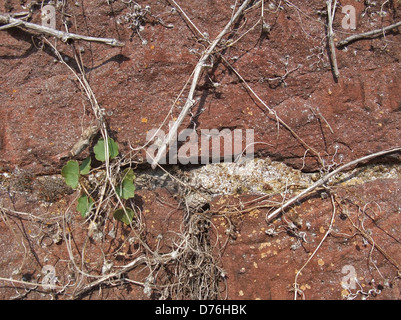 natürlichen Hintergrund zeigt ein Wanddetail mit rötlichen Steinen und Pflanzenresten Stockfoto