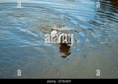 Springer Spaniel, Schwimmen im See Stockfoto