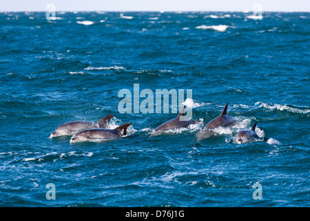 Gemeinen Delphin, Delphinus Capensis, Wild Coast, Cap, Südafrika Stockfoto