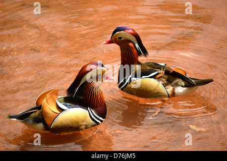 Zwei Mandarinenten, Aix Galericulata Stockfoto