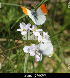 Detaillierte Makro versucht, mit einem Weibchen paaren sich männliche Orange Tipp (Anthocharis Cardamines) Schmetterling Stockfoto