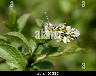 Detaillierte Makro von einem männlichen orange Tipp (Anthocharis Cardamines) Schmetterling Stockfoto