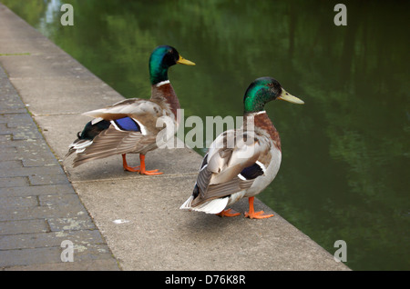 Paar Mallard Enten am Ufer des Regents Canal in London, England Stockfoto