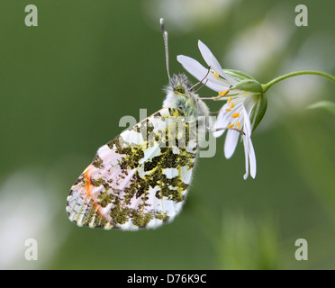 Detaillierte Makro von einem männlichen orange Tipp (Anthocharis Cardamines) Schmetterling Stockfoto