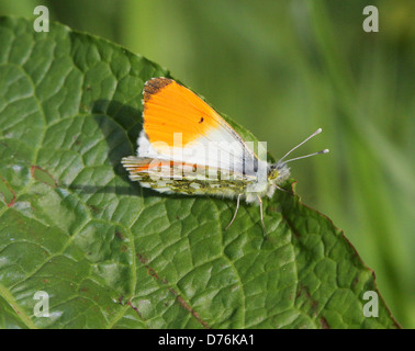 Männliche orange Tipp (Anthocharis Cardamines) Schmetterling, Flügel geöffnet Stockfoto