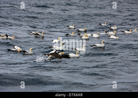 Cape Basstölpel Jagd Sardinen, Morus Capensis, Indischer Ozean, Wild Coast, South Africa Stockfoto