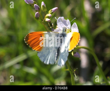 Detaillierte Makro von einem männlichen orange Tipp (Anthocharis Cardamines) Schmetterling Stockfoto