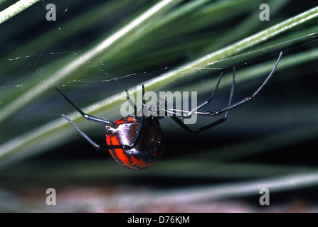 Südliche Schwarze Witwe, Latrodectus Mactans, Theridiidae Stockfoto