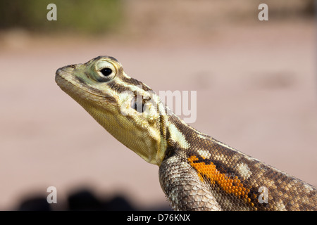 Weibliche gemeinsame Agama, Agama Agama, Brandberg, Erongo, Namibia Stockfoto