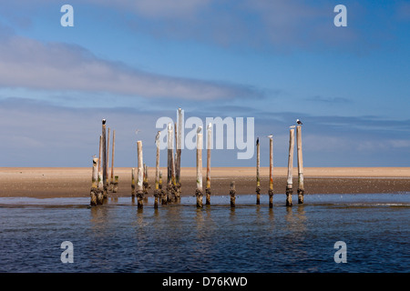 Seevögel ruht auf alten Pier, Phalacrocorax Lucidus, Walvis Bay, Namibia Stockfoto