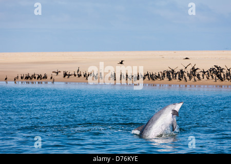 Tümmler, Tursiops Truncatus, Walvis Bay, Namibia Stockfoto