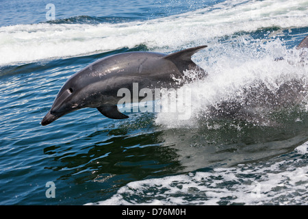 Tümmler, Tursiops Truncatus, Walvis Bay, Namibia Stockfoto