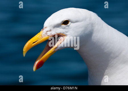 Leiter des Kelp Gull Larus Dominicanus, Walvis Bay, Namibia Stockfoto