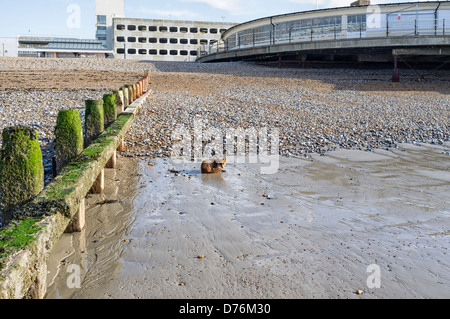 Ein Fuchs, genießen Sie die Morgensonne auf Worthing Strand. Bild von Julie Edwards Stockfoto