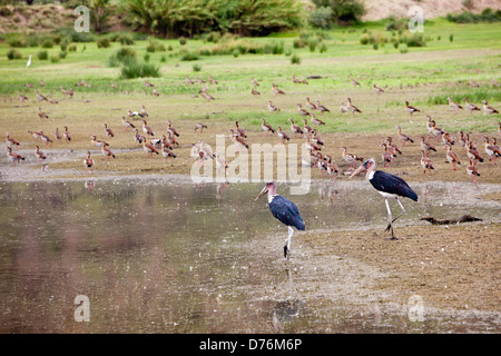 Zwei Marabu Störche, Leptoptilos Crumeniferus, Namibia Stockfoto