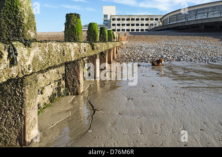 Ein Fuchs, genießen Sie die Morgensonne auf Worthing Strand. Bild von Julie Edwards Stockfoto