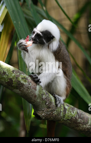 Baumwoll-Top Tamarin Saguinus Oedipus Stockfoto