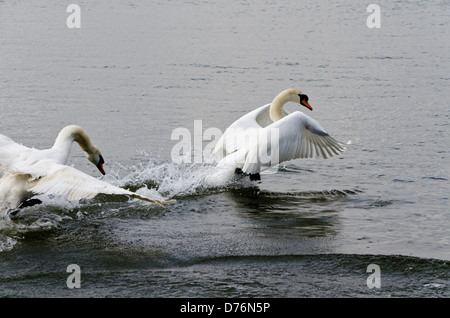 Zwei Schwäne kämpfen Stockfoto