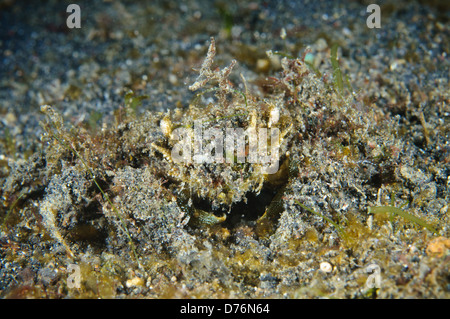 Unbekannte Spezies von getarnten Dekorateur Krabbe, Lembeh Strait, Sulawesi, Indonesien. Stockfoto