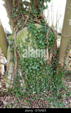 Grabstein mit Efeu und Wurzeln bedeckt. Stockfoto