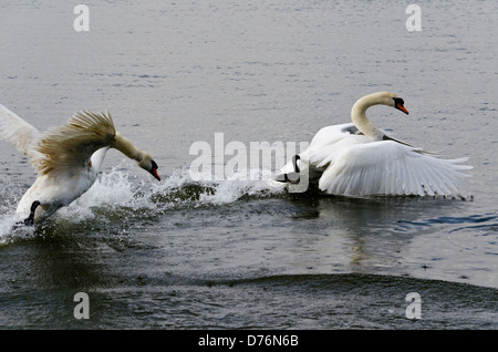 Schwäne kämpfen am Fluss Stockfoto