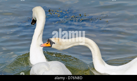 Zwei Schwäne spielen Stockfoto