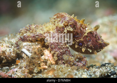 Blau-beringte Krake, Lembeh Strait, Sulawesi, Indonesien. Stockfoto