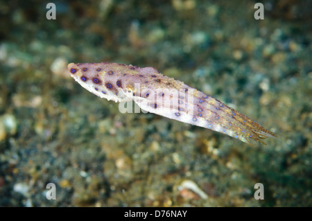 Blau-beringte Krake, Lembeh Strait, Sulawesi, Indonesien. Stockfoto