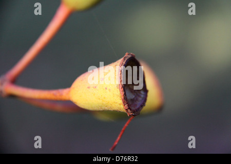 Samenkapseln des Australischen roten Blüte Wattle ummer Herrlichkeit" (Corymbia Ficifolia) Stockfoto