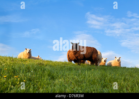 weiße und braune Schafe auf der Weide über blauer Himmel, Holland Stockfoto