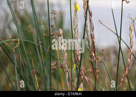 Blühende Woolly Seerosen (Philydrum Lanuginosum), Gold Coast Stockfoto