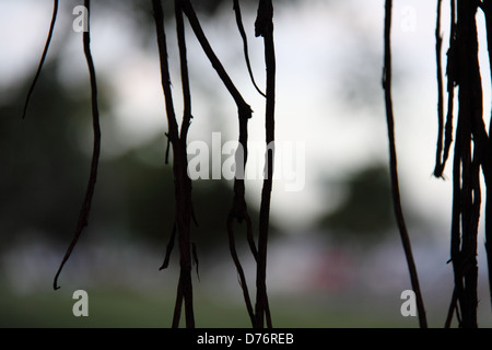 Adventivwurzeln der Hügel Weinen Feigenbaum (Ficus Microcarpa Var. Hillii) Stockfoto