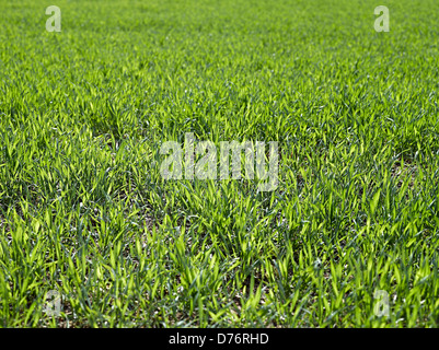 Grasgrün Textur aus einem Feld Stockfoto
