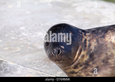 Dichtung am Cornish versiegeln Heiligtum in Gweek, Cornwall, UK Stockfoto