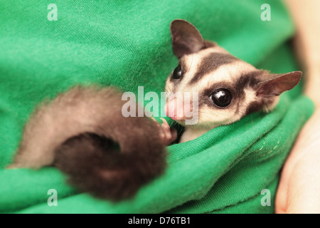 Der Sugar Glider (Petaurus Breviceps) liegt im grünen Tierärzte uniform Stockfoto