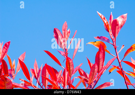 Blätter von einem Red Robin Strauch (Photinia X fraseri) gegen blauen Himmel im Frühjahr. Stockfoto
