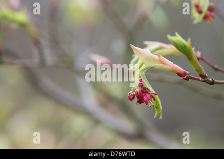 Acer Japonicum. Downy japanischer Ahorn oder Fullmoon Ahorn Blätter und Blumen im Frühjahr Stockfoto