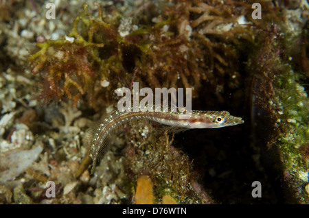 Orangethroat Pikeblenny Chaenopsis Alepidota getarnt auf Sand Meer Cortez Baja California Mexiko Stockfoto