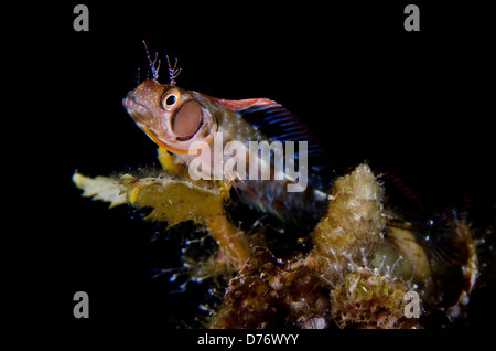 Browncheek Blenny Acanthemblemaria Crockeri thront auf Algen Meer Cortez Baja California Mexiko Stockfoto