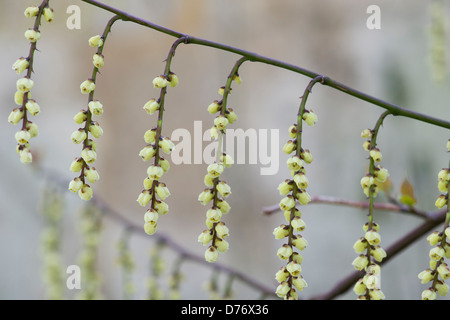 Stachyurus Chinensis. Chinesische Stachyurus Pflanze im zeitigen Frühjahr. UK Stockfoto