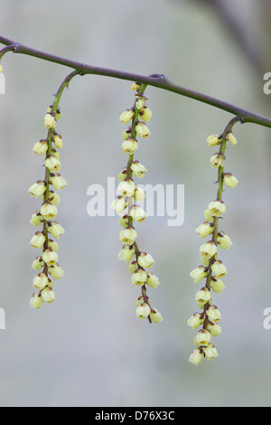 Stachyurus Chinensis. Chinesische Stachyurus Pflanze im zeitigen Frühjahr. UK Stockfoto