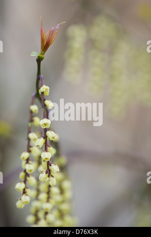 Stachyurus Chinensis. Chinesische Stachyurus Pflanze im zeitigen Frühjahr. UK Stockfoto