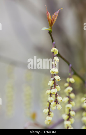 Stachyurus Chinensis. Chinesische Stachyurus Pflanze im zeitigen Frühjahr. UK Stockfoto